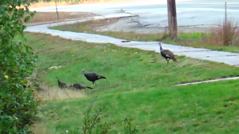 Wild Turkeys