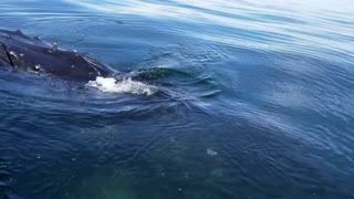 Family Experiences Close Encounter With Humpback Whale