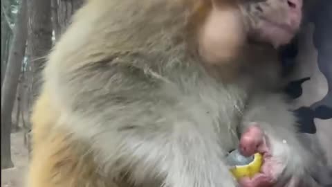 The monkey is eating a banana