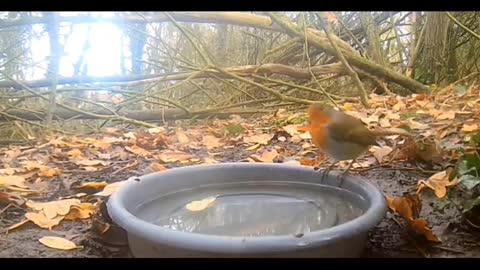 Last weeks footage from the watering hole before things froze over!!