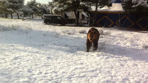 Bear playing