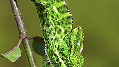 tree chameleon