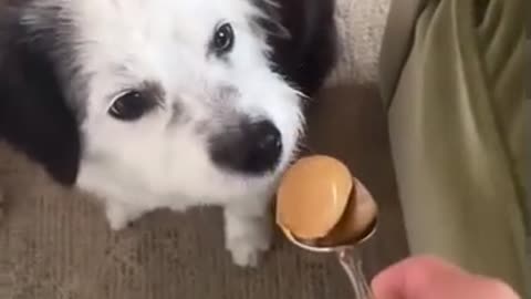 Golden retriever vs aussiedoodle