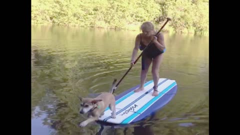 Why You Shouldn't Take Your Dog Paddle Boarding