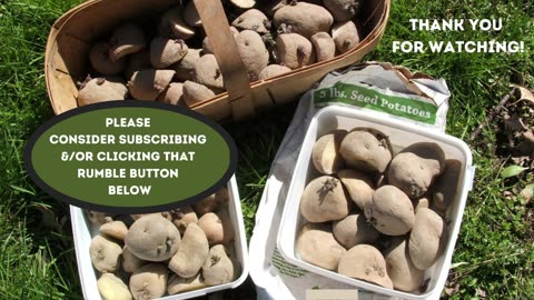 Preparing Seed Potatoes for Planting in a Leaf Pile