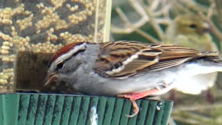 Chirping Sparrow and Finch