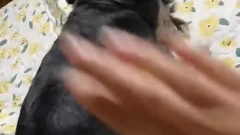 Funny Dog Video || Crazy Dog Need Discipline || Very Funny Videos - Funny Animal