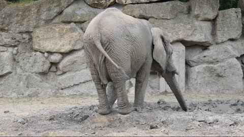 Funny elephant playing with mud