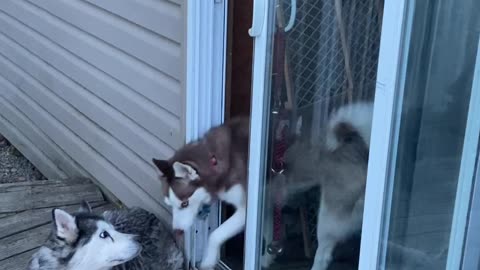 Husky Opens Door By Herself