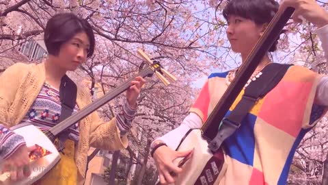 Shamisen Under The Cherry Blossoms II - Ki&Ki 輝&輝 津軽三味線