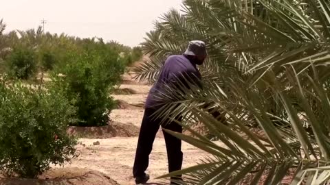 Green belt helps protect Kerbala against sandstorms