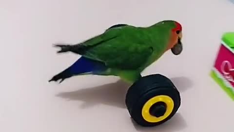 Funny parrot