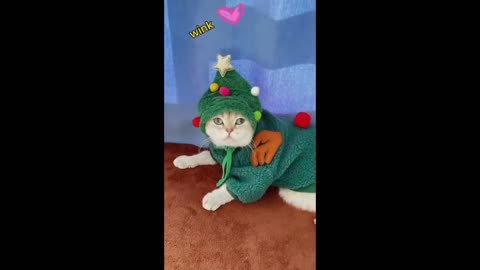 Best Funny Cute Cats Viral Clips😹|| #funny Pet Animals #shorts Video😂|| #trending Shorts #shorts