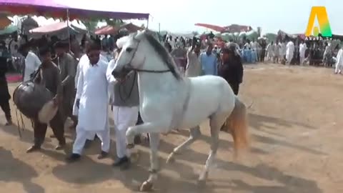 Horse-Dance-With-Dhol-In-Pakistan-2023