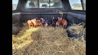 Checking Pigs in Winter