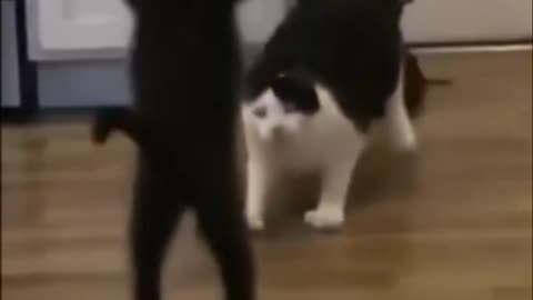 Smackdown between cats in a duel