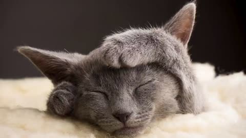 Happy Cat Purring Smoothly - Comforting Sounds for Sleeping, Relaxation, Learning and Concentration.