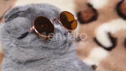 Closeup Gray Cat in Sunglasses