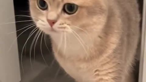 funny cat videos, cute and adorable