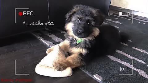 Cute German shepherd puppy