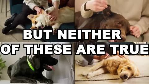 The Best Ways to Greet Dogs This Way