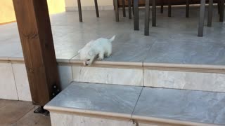 Brave Puppy Conquers The Stairs For The First Time