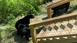 Bear Family Visit Gatlinburg Backyard