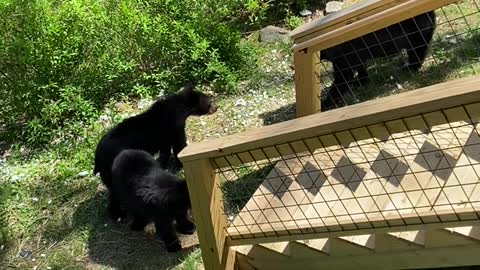 Bear Family Visit Gatlinburg Backyard