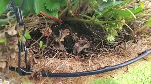 How To Prune Strawberries | Pruning Strawberry Plants