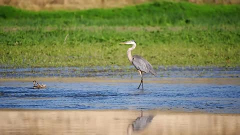 Great Blue Heron Bird Wading Heron River Water