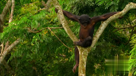 Bonobo Love