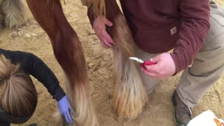 Ergot chestnut trimming horses