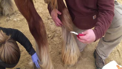 Ergot chestnut trimming horses