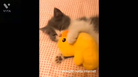 funny cat videos cute cat videos cute animals funny cats #shorts