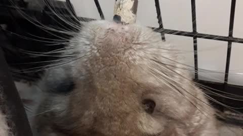 chinchilla drinking water