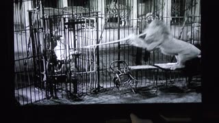 Real Lion vs Tiger fight from 1933 Circus movie!