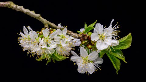 Most Beautiful Flowers Flowering at night.