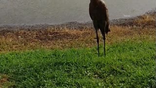 The nature zone: Brids tears in the rain.