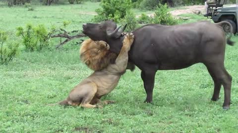 EXTREMELY RARE!!! Fearless Male Lion attacks Buffalo Herd, ALONE!!!