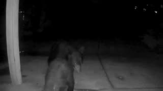 Ring Doorbell Captures Mating Bears