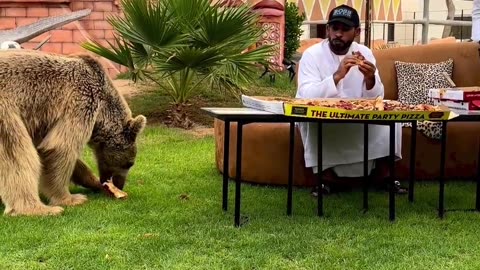 Dubai 🇦🇪 King 👑 Sheikh Nawab With White Lion 🦁 White Tiger 🐅 #Dubai #Lion #Shorts