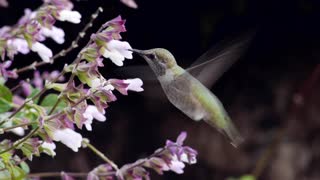 Breathtaking HD footage of exotic hummingbirds