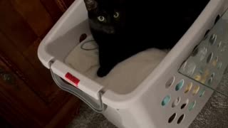 Adopting a Cat from a Shelter Vlog - Cute Precious Piper Hides in a Unique Place #shorts