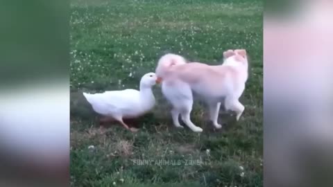 Funniest cats and dogs videos best funny animal videos 2023