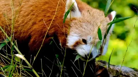 Nature Red panda is most beautiful quite animal and knowledge or education purpose