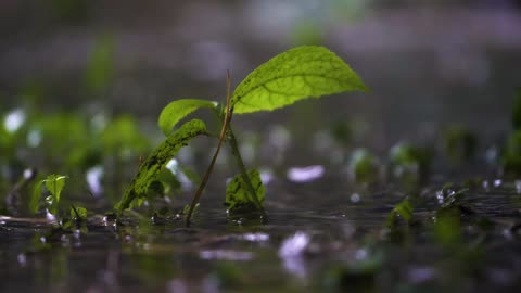 relaxing rain