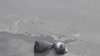 Doves swim in a puddle