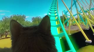 Cat on rollercoaster