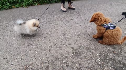 PUPPY MEETS ANOTHER PUPPY (FUNNY)