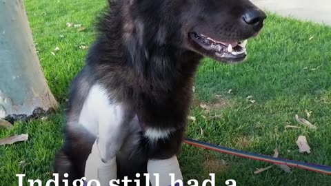 Woman With 2 Pit Bulls Takes A Chance On A Rescued Wolf Dog | The Dodo